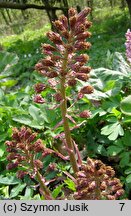 Petasites hybridus (lepiężnik różowy)