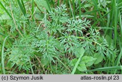 Peucedanum palustre (gorysz błotny)