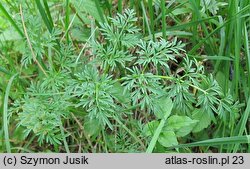 Peucedanum palustre (gorysz błotny)