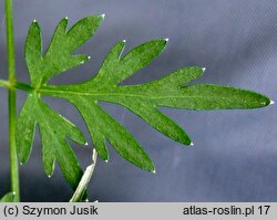 Peucedanum palustre (gorysz błotny)