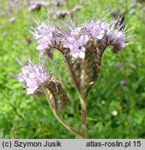 Phacelia tanacetifolia (facelia błękitna)