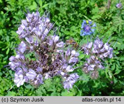 Phacelia tanacetifolia (facelia błękitna)