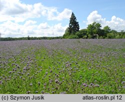 Phacelia tanacetifolia (facelia błękitna)