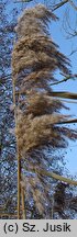 Phragmites australis (trzcina pospolita)