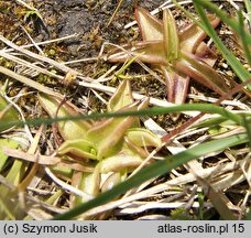 Pinguicula alpina (tłustosz alpejski)