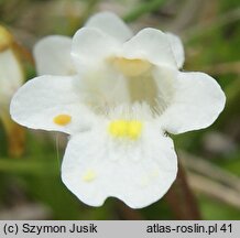 Pinguicula alpina (tłustosz alpejski)