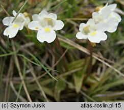 Pinguicula alpina (tłustosz alpejski)