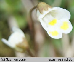 Pinguicula alpina (tłustosz alpejski)