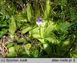 Pinguicula vulgaris ssp. vulgaris (tłustosz pospolity typowy)