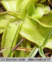 Pinguicula vulgaris ssp. vulgaris (tłustosz pospolity typowy)