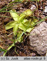 Pinguicula vulgaris ssp. vulgaris (tłustosz pospolity typowy)