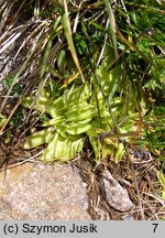 Pinguicula vulgaris ssp. vulgaris (tłustosz pospolity typowy)