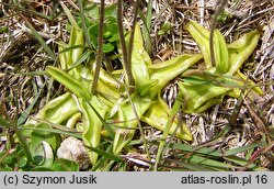 Pinguicula vulgaris ssp. vulgaris (tłustosz pospolity typowy)