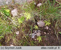 Pinguicula vulgaris ssp. vulgaris (tłustosz pospolity typowy)