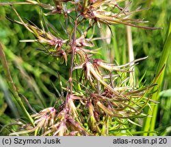 Poa alpina (wiechlina alpejska)