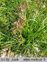 Poa alpina (wiechlina alpejska)