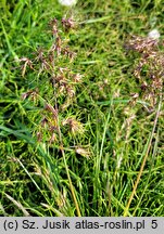 Poa alpina (wiechlina alpejska)