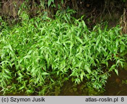 Polygonum hydropiper (rdest ostrogorzki)