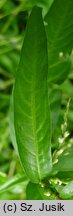 Polygonum hydropiper (rdest ostrogorzki)