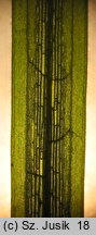 Potamogeton acutifolius (rdestnica ostrolistna)