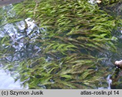 Potamogeton alpinus (rdestnica alpejska)