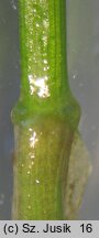 Potamogeton berchtoldii (rdestnica Berchtolda)