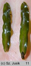 Potamogeton crispus (rdestnica kędzierzawa)