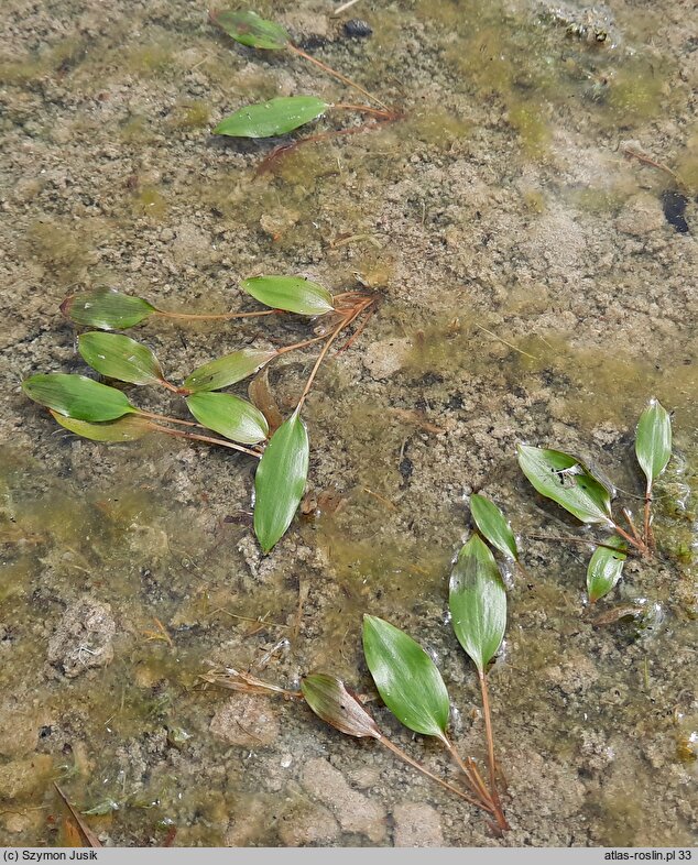 Potamogeton gramineus (rdestnica trawiasta)