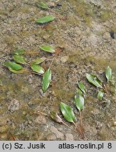 Potamogeton gramineus (rdestnica trawiasta)