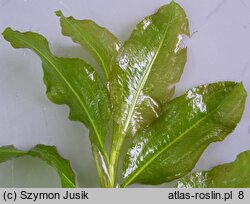 Potamogeton lucens (rdestnica połyskująca)