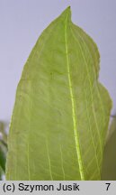 Potamogeton lucens (rdestnica połyskująca)