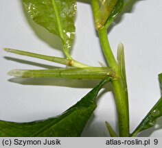 Potamogeton lucens (rdestnica połyskująca)