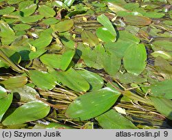 Potamogeton natans (rdestnica pływająca)