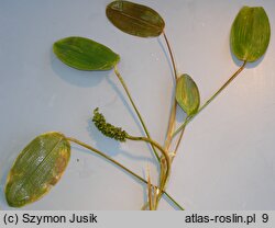 Potamogeton natans (rdestnica pływająca)