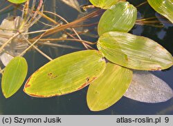 Potamogeton natans (rdestnica pływająca)