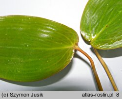 Potamogeton natans (rdestnica pływająca)