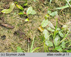 Potamogeton natans (rdestnica pływająca)