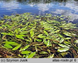 Potamogeton nodosus (rdestnica nawodna)