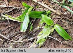 Potamogeton nodosus (rdestnica nawodna)