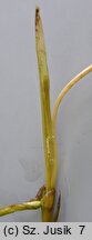 Potamogeton nodosus (rdestnica nawodna)