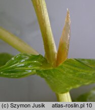 Potamogeton perfoliatus (rdestnica przeszyta)