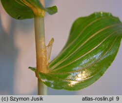 Potamogeton perfoliatus (rdestnica przeszyta)