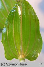 Potamogeton perfoliatus (rdestnica przeszyta)