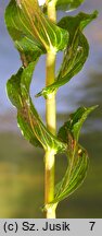 Potamogeton perfoliatus (rdestnica przeszyta)
