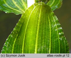 Potamogeton perfoliatus (rdestnica przeszyta)