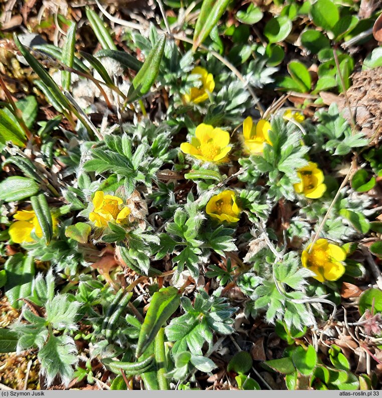 Potentilla pulchella