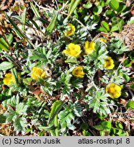 Potentilla pulchella