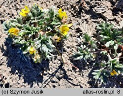 Potentilla pulchella