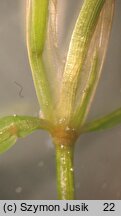 Potamogeton pusillus (rdestnica drobna)