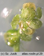 Potamogeton pusillus (rdestnica drobna)